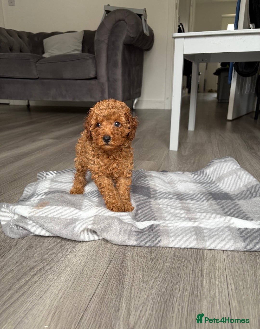 Toy Poodle dogs for sale: Deep red toy poodle KC reg  - Advert 4