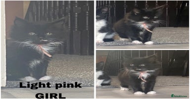 Mixed Breed cats - Advert 5