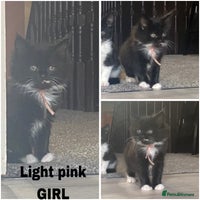 Mixed Breed cats - Advert 5