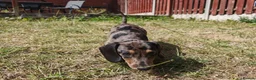 Miniature Dachshund dogs for sale: Female miniature dachshund for sale in Barnsley - Advert 4