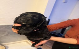 Cocker Spaniel dogs for sale: Show Type Cocker Spaniels - 3 colours available! - Image 3