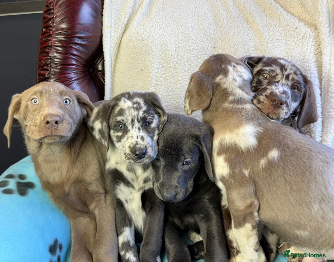 Labrador Retriever dogs for sale: Gorgeous Rare Labrador Retriever Pups  - Image 16