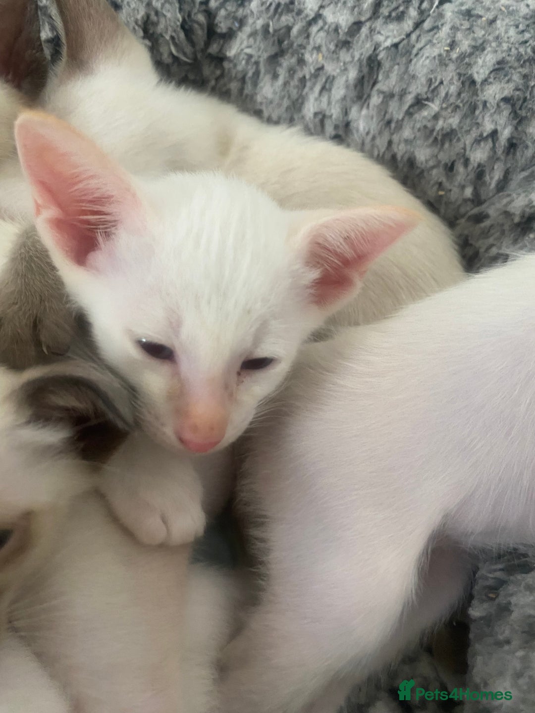 Siamese cats for sale: 🤩🐱Beautiful Siamese kittens for sale🐱⚡️ - Image 21