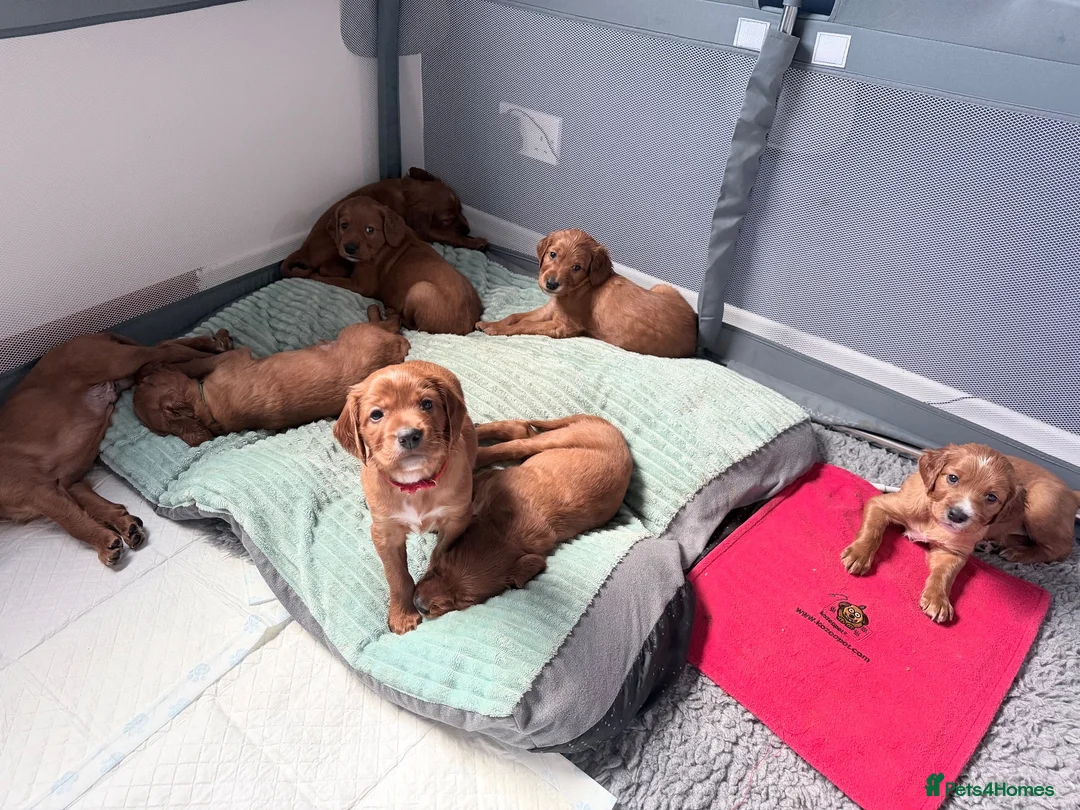 Irish Setter dogs for sale: Irish Red Setter Puppies  - Advert 2