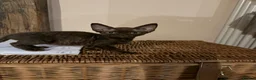 Devon Rex cats for sale:  GCCF registered  Devon Rex kittens available  in Leominster - Advert 16
