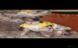 Mixed Breed dogs for sale: Tiny hairless Chinese crested/chihuahua pup  - Image 8