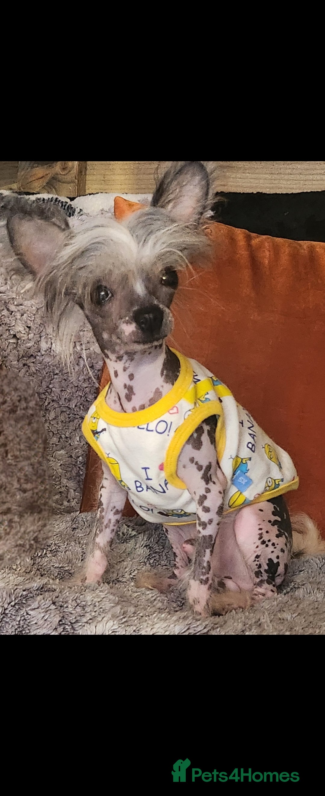 Mixed Breed dogs for sale: Tiny hairless Chinese crested/chihuahua pup  - Image 8