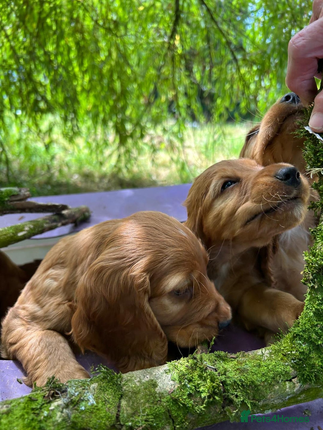 Cocker Spaniel dogs for sale: Gold show type cocker spaniel puppies  - Image 2