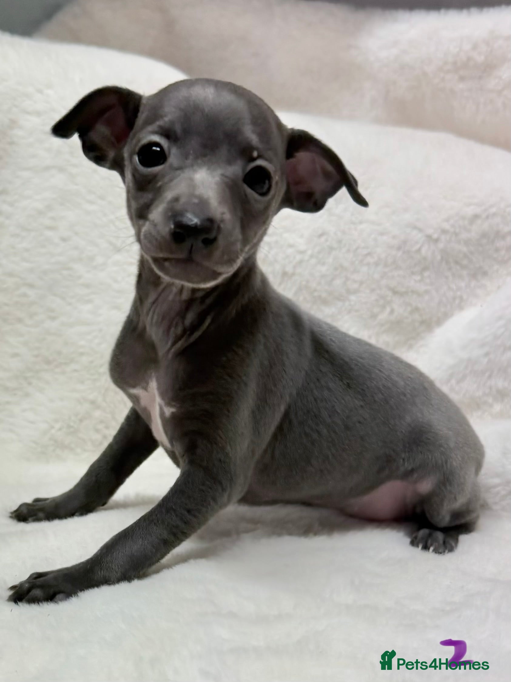 Italian Greyhound dogs Tiny Blue KC registered. Only 2 pups available now - Advert 2