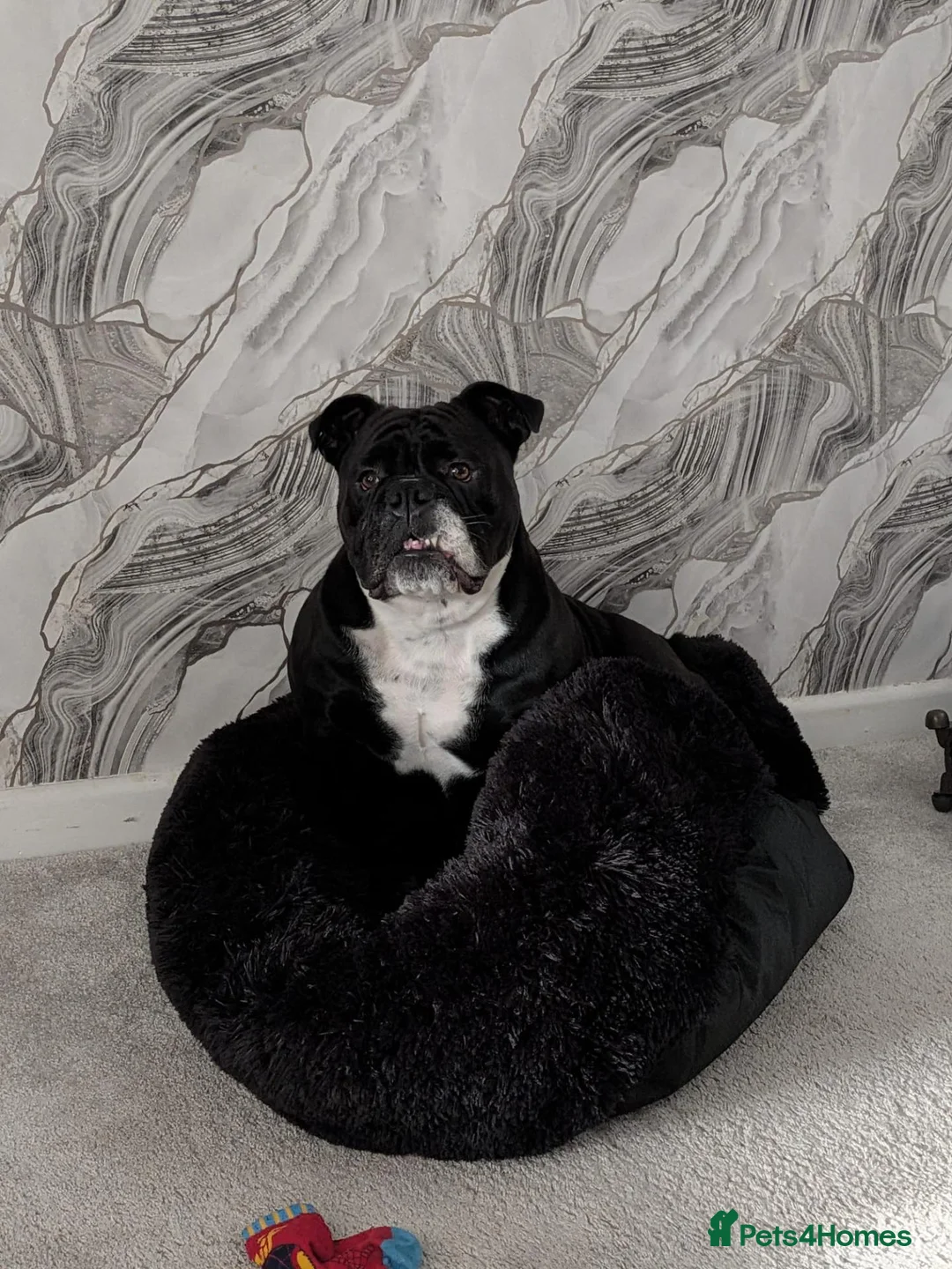 Olde English Bulldogge dogs for sale: Re-home 2 year old female English bulldog  in Hoddesdon - Advert 6