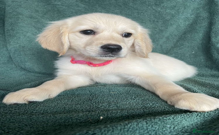 Golden Retriever dogs - Advert 15