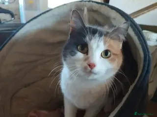 European cats Three farm kittens born 14th March - Advert 1