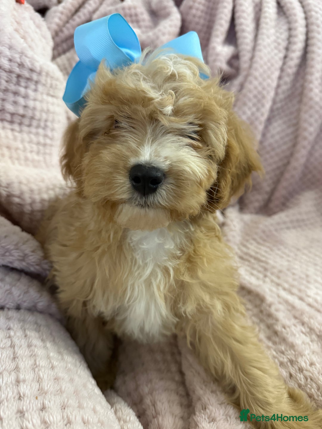 Cavapoo dogs for sale: Beautiful F1 Cavapoo boy & girl puppies - Image 7