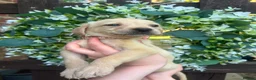 Labrador Retriever dogs for sale: Stunning yellow Labrador girl ready 11 July £1295 - Advert 4