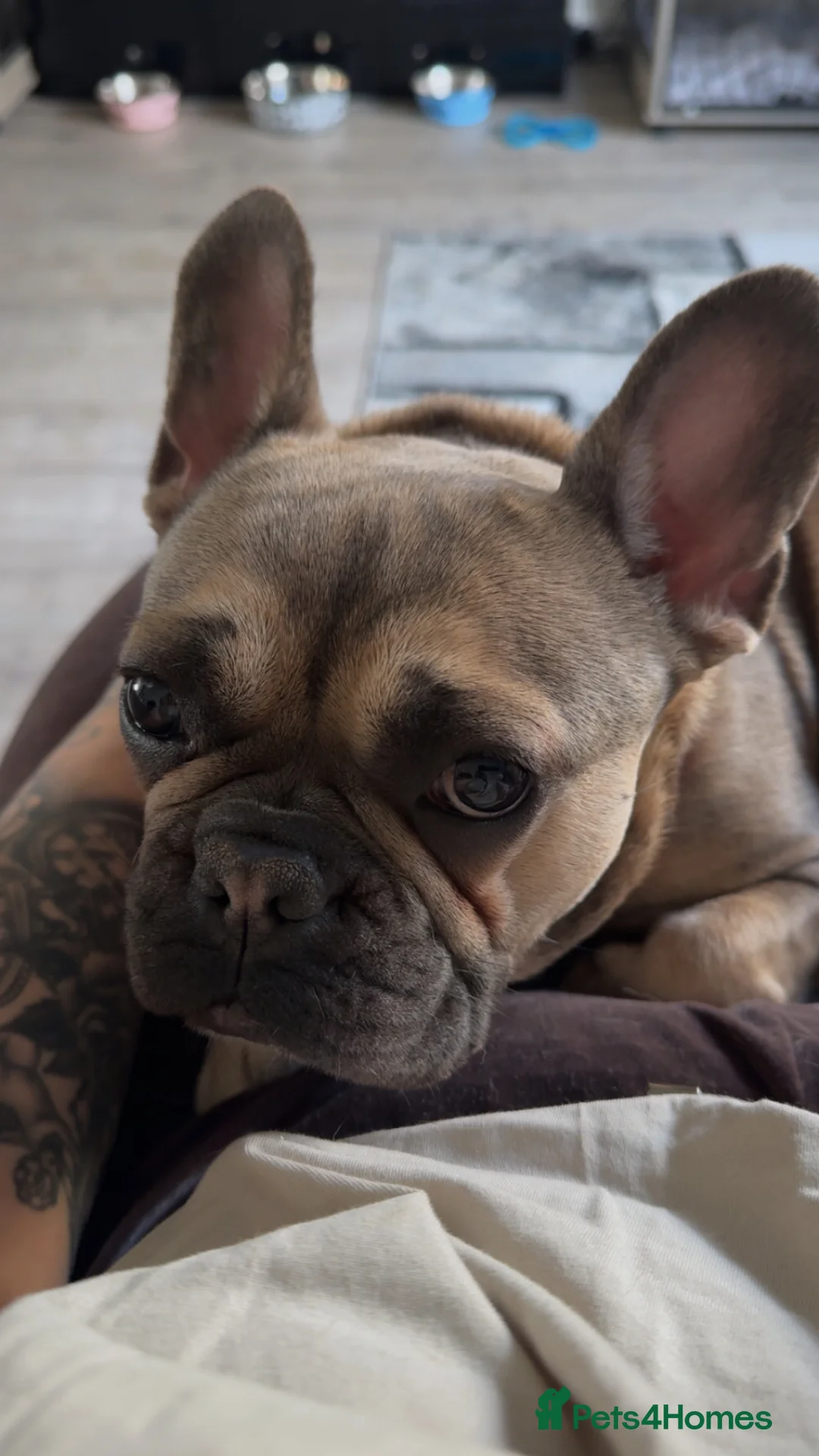 French Bulldog dogs for sale: Mabel 19months  - Advert 2