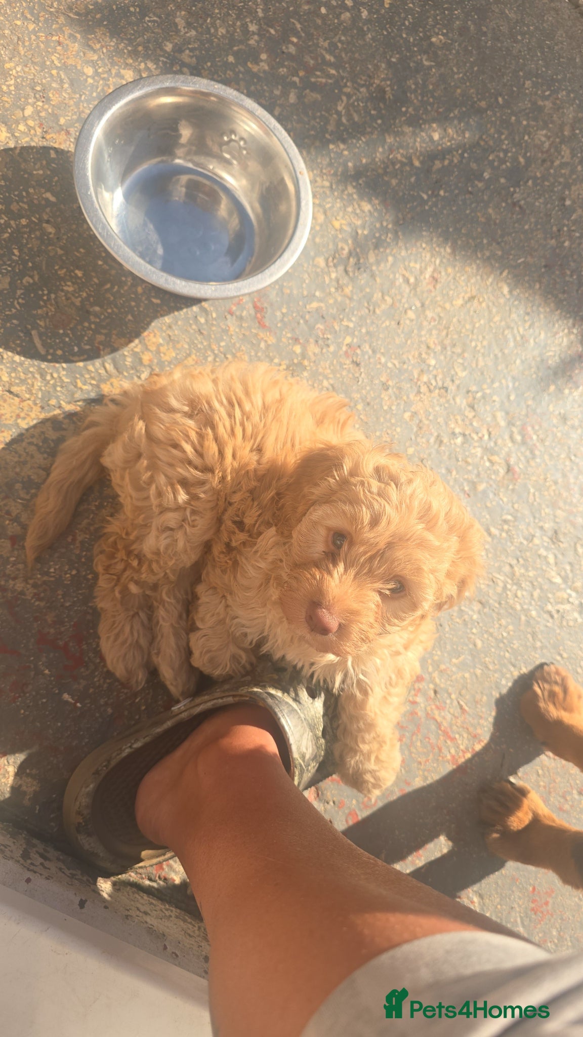 Cockapoo dogs Cockapoo girl - Advert 12