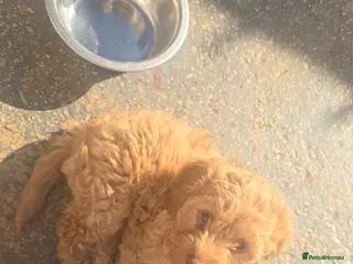 Cockapoo dogs Cockapoo girl - Advert 12