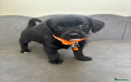 Chipoo dogs for sale: Stunning Chipoo Pups DNA Health Tested - Image 23