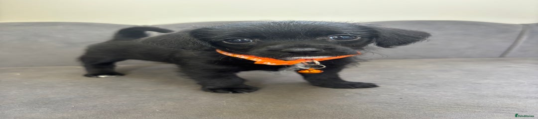 Chipoo Orange Collar
