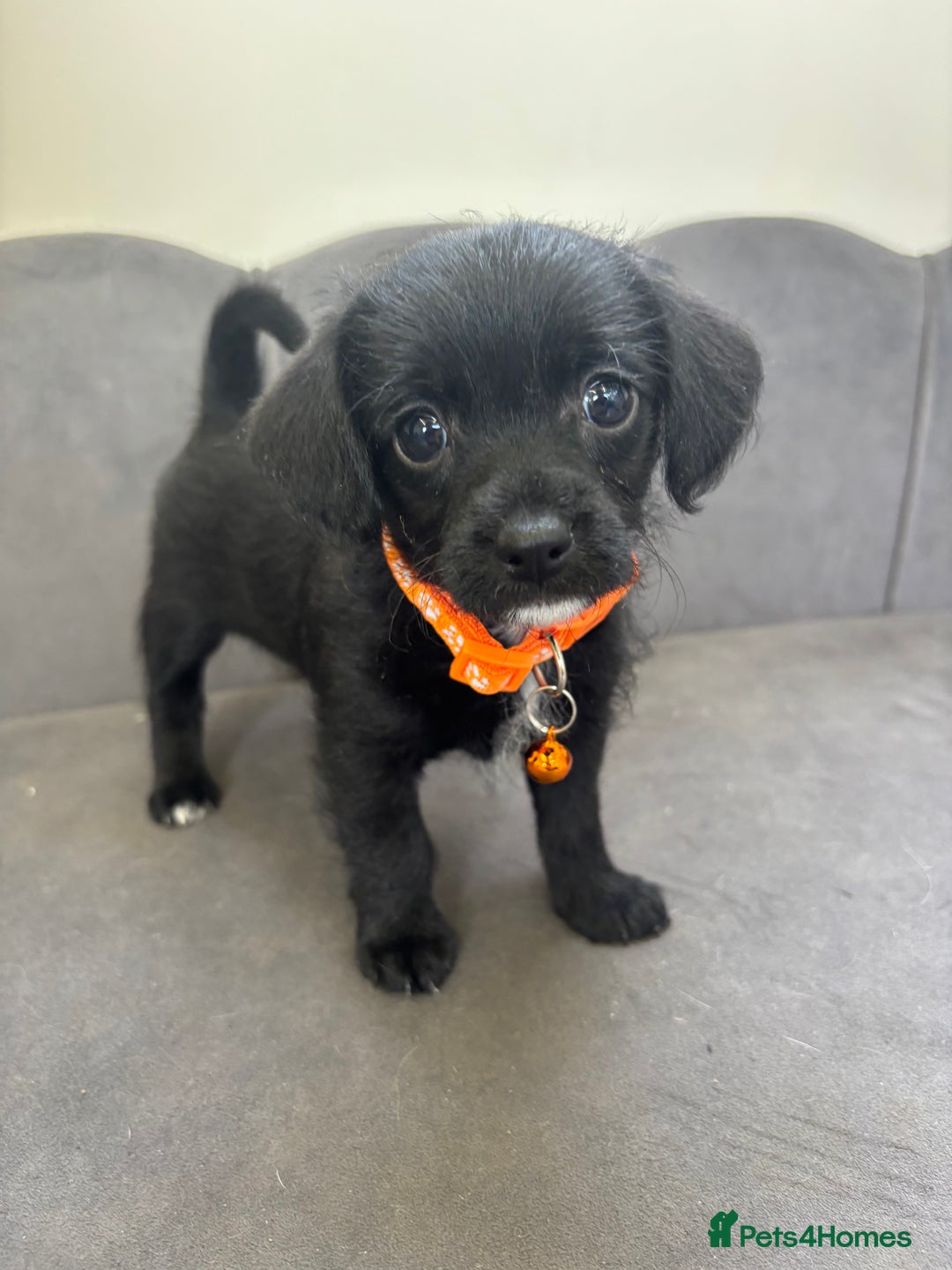 Chipoo dogs for sale: Stunning Chipoo Pups DNA Health Tested - Image 23