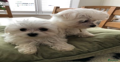 Maltese dogs - Advert 2