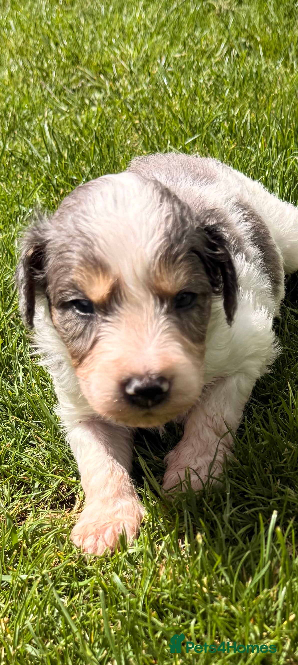 Australian Labradoodle dogs Australian double doodle puppies  - Advert 1