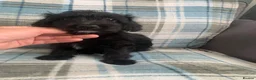 Mixed Breed dogs for sale: Whipoodle  - Advert 3