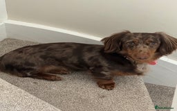 Miniature Dachshund dogs for sale: Bo & Evie mini dachshunds  - Image 11
