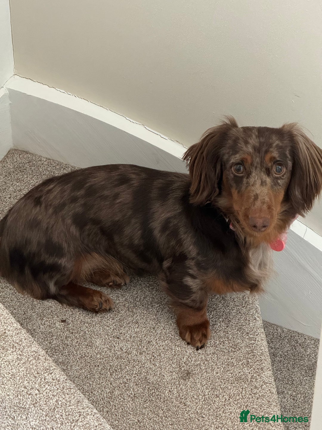 Miniature Dachshund dogs for sale: Bo & Evie mini dachshunds  - Image 11