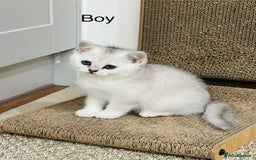 British Shorthair cats for sale: White silver shaded BSH boy and girl available🐈 - Image 2