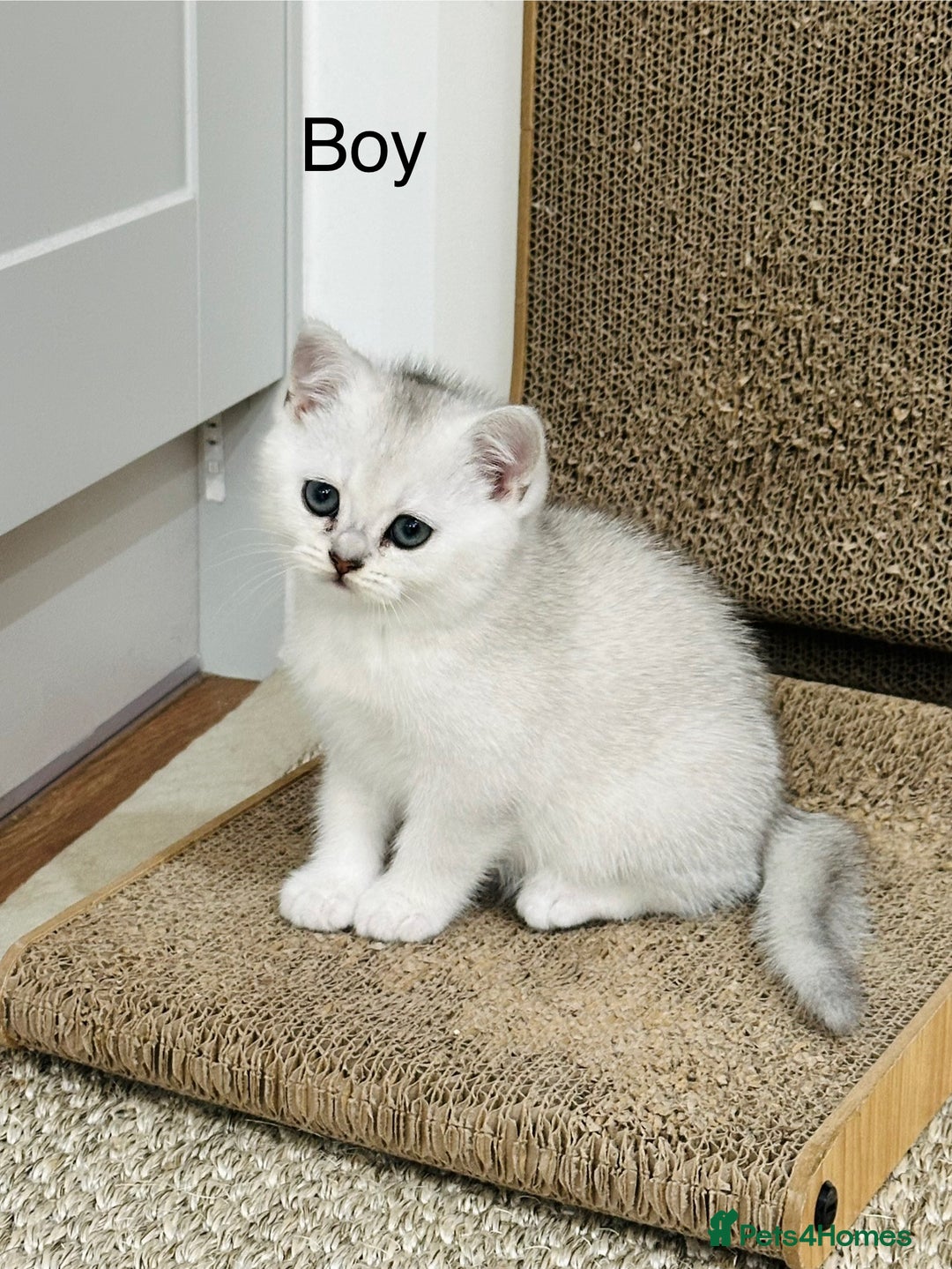 British Shorthair cats for sale: White silver shaded BSH boy and girl available🐈 - Image 2
