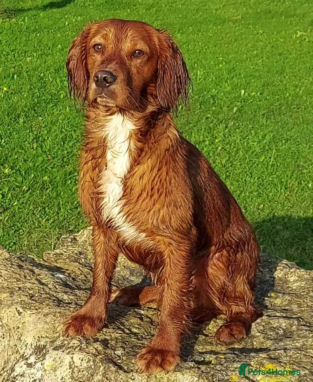 Cocker Spaniel dogs for stud: PROVEN Red Cocker Spaniel at Stud in Durham - Advert 2
