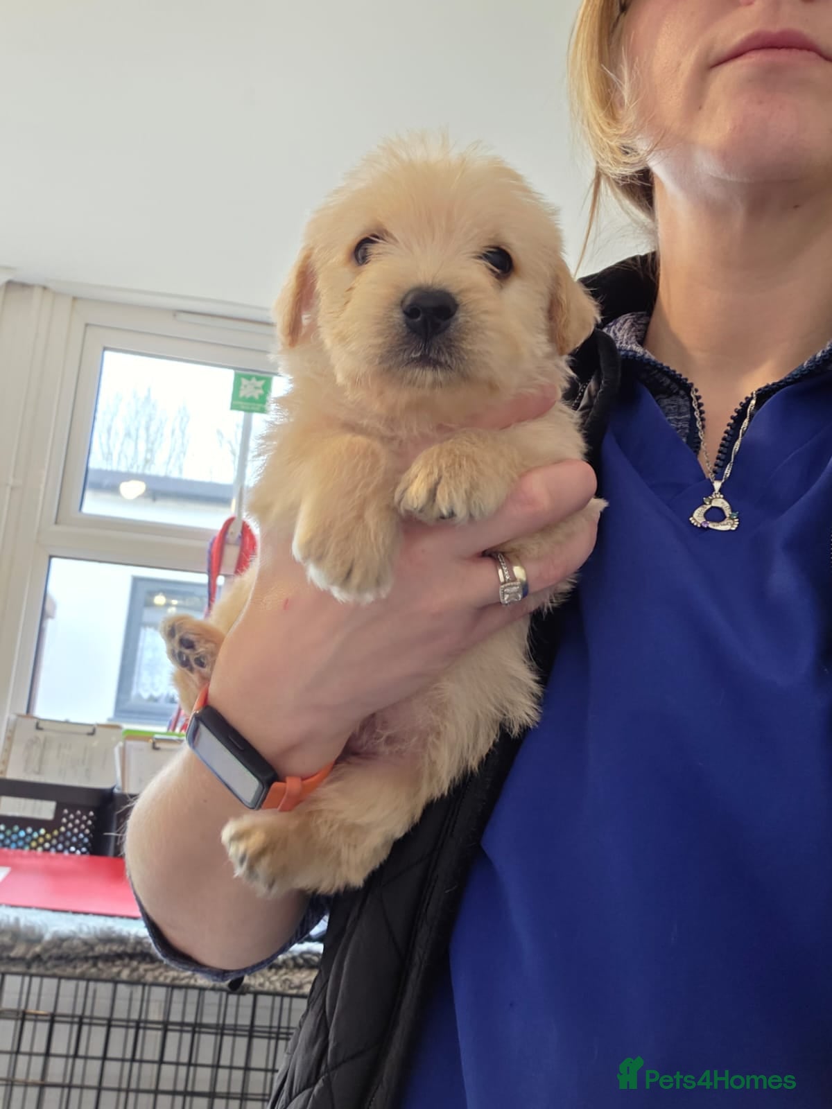 Mixed Breed dogs Westiepoo - Advert 9