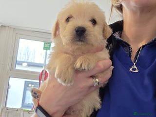 Mixed Breed dogs Westiepoo - Advert 1