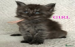 Maine Coon cats for sale: MaineCoon Kittens For Sale Black Smoke - Image 1