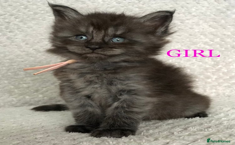 Maine Coon cats - Advert 7