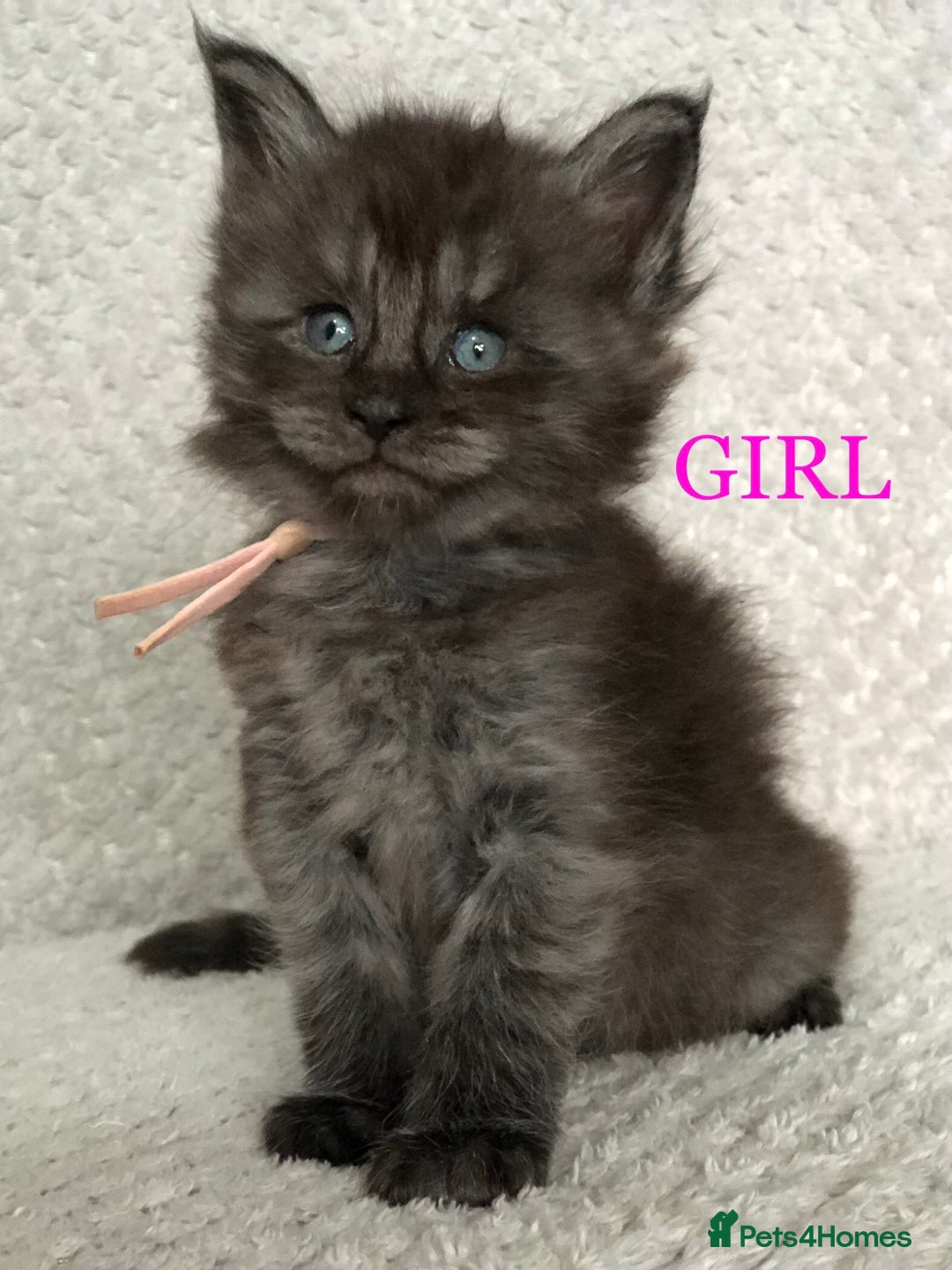 Maine Coon cats for sale: MaineCoon Kittens For Sale Black Smoke - Image 1