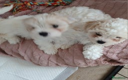 Cavachon dogs for sale: Beautiful Cavachon puppies  - Image 2
