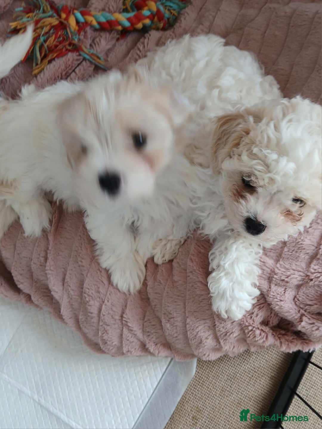 Cavachon dogs for sale: Beautiful Cavachon puppies  - Image 2