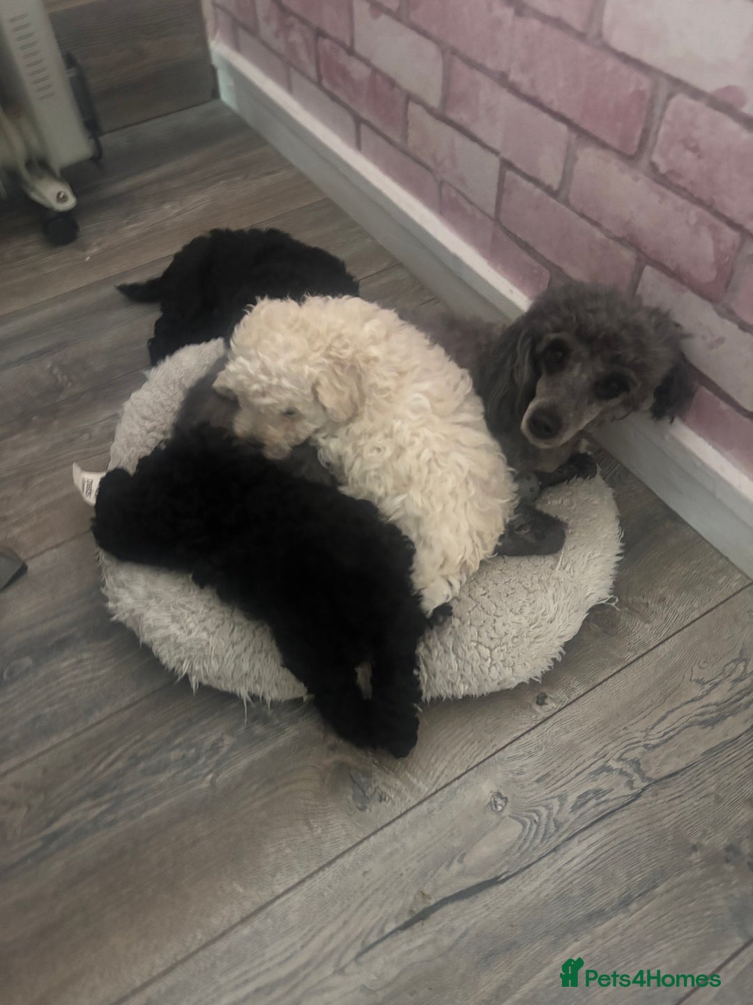 Toy Poodle dogs for sale: Stunning kc toy poodle girls  - Image 4