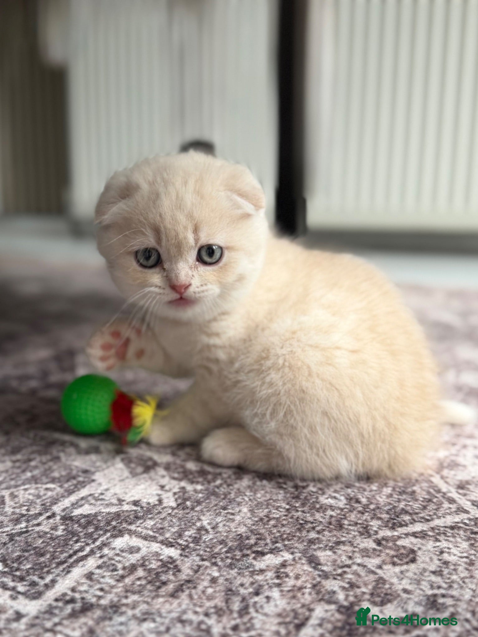 Scottish Fold cats Beautiful Scottish Fold Kittens Ready From 10/06 - Advert 7