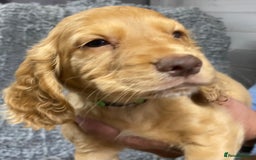 Cocker Spaniel dogs for sale: 5 BEAUTIFUL COCKER SPANIEL KC REG PUPPIES - Image 16