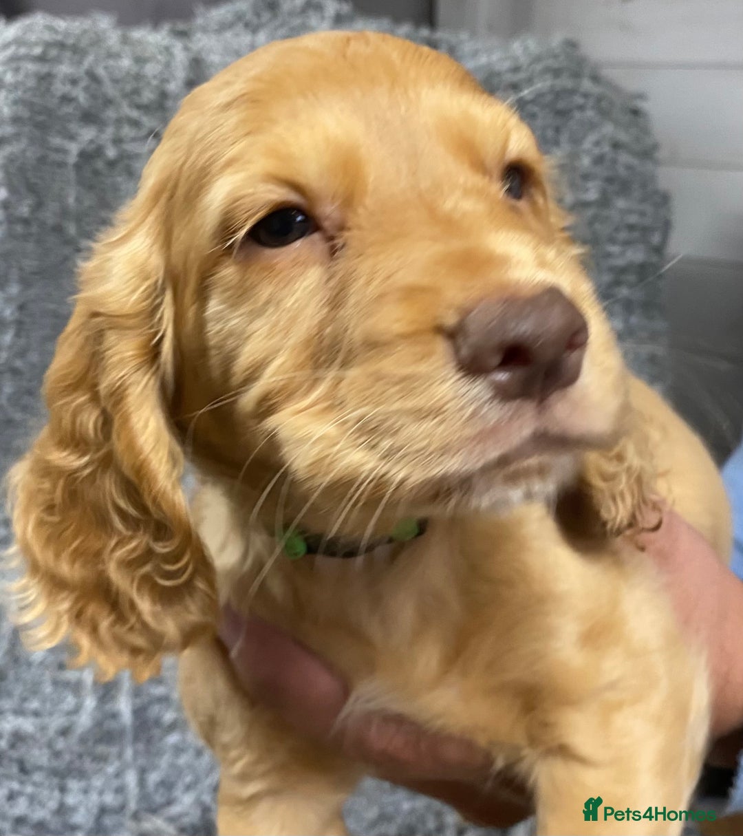 Cocker Spaniel dogs for sale: 5 BEAUTIFUL COCKER SPANIEL KC REG PUPPIES - Image 16
