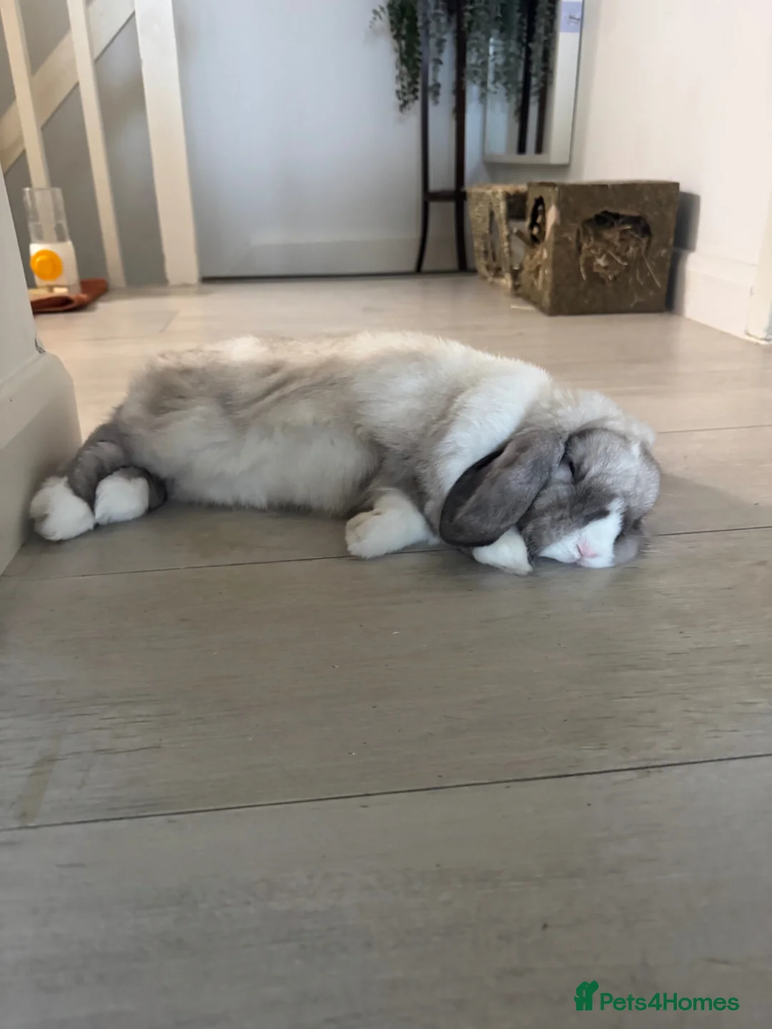 Mini Lop rabbits for sale: Nibbles  - Advert 2