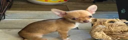 Chihuahua dogs for sale:  Chihuahua Puppies – 2 Boys 2 Girls Ready Soon - Advert 5