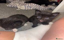 Mixed Breed cats for sale: 4 boy kittens left - Image 11