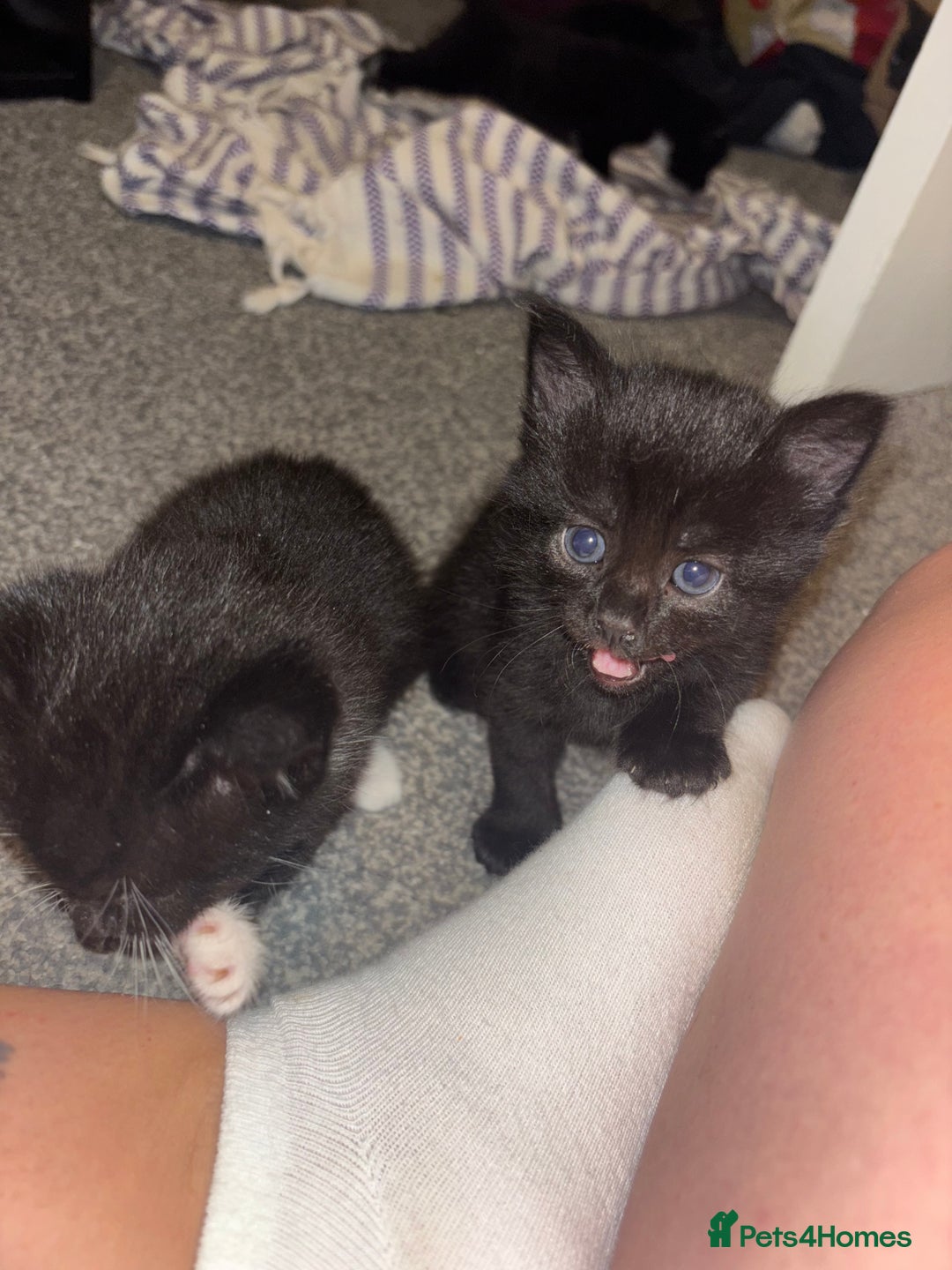 Mixed Breed cats for sale: 4 boy kittens left - Image 11