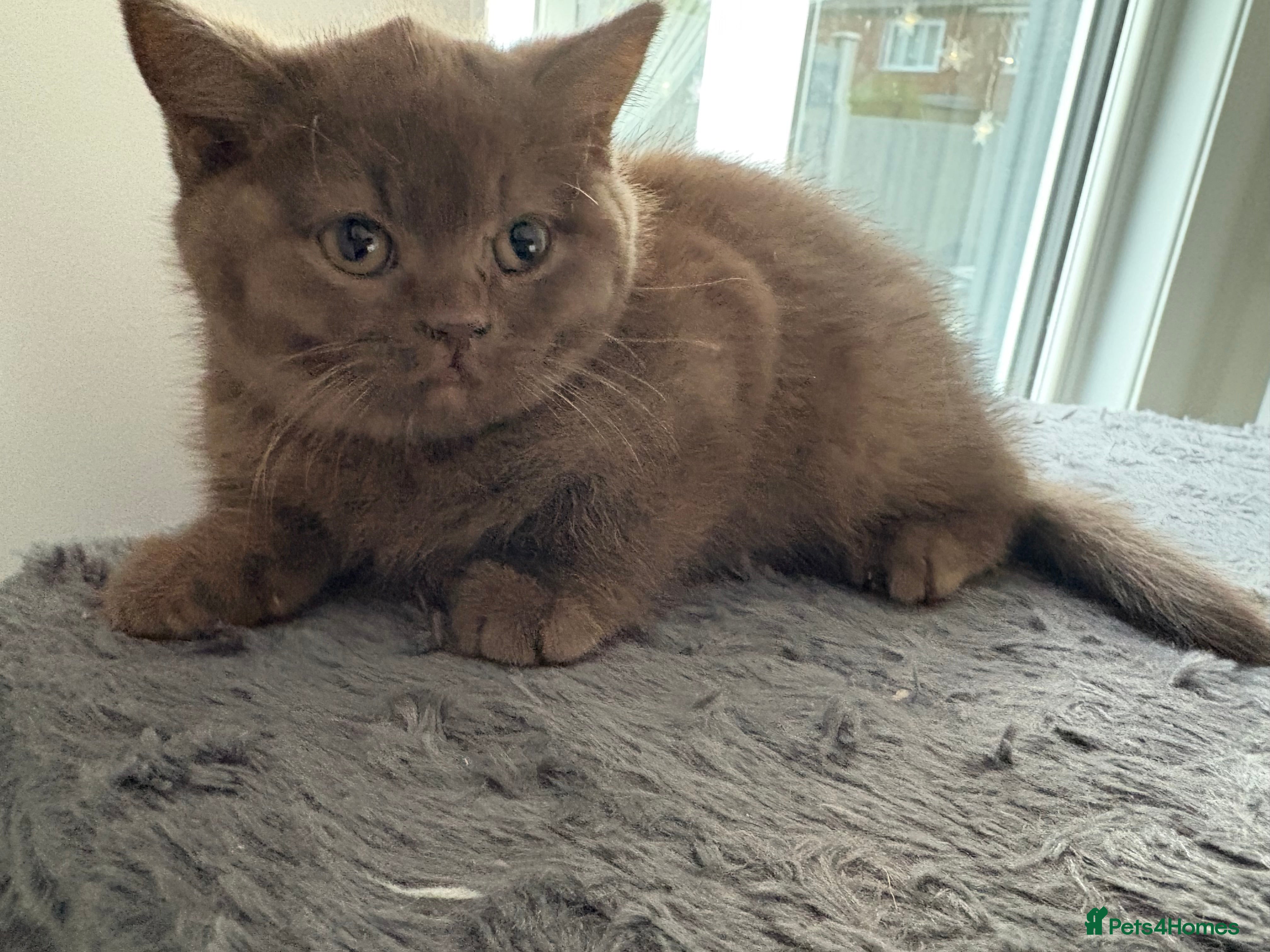 British Shorthair cats CHOCOLATE ANDBLUE GIRL GCCF British shorthair  - Advert 11