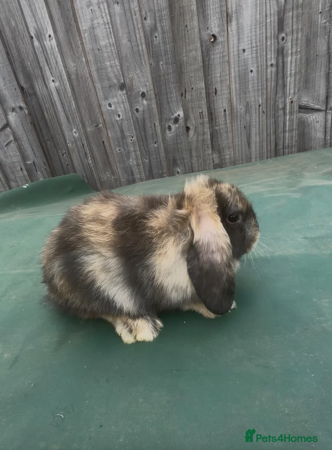 Mini Lop rabbits for sale: Black Harlequin Mini Lop Doe  - Advert 2