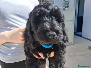 Cockapoo dogs Cockapoo Puppies - Advert 18